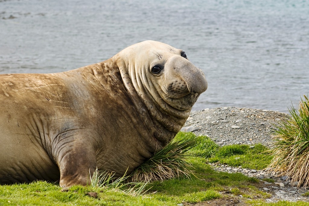 Elephant Seal.20081112_3766.jpg - Southern Elephant Seal (Mirounga leonine), South Gerogia November 2008